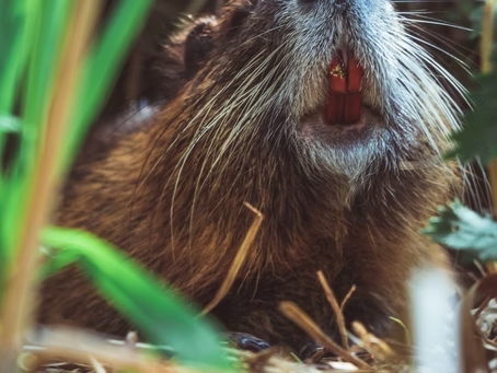 Beaver forest